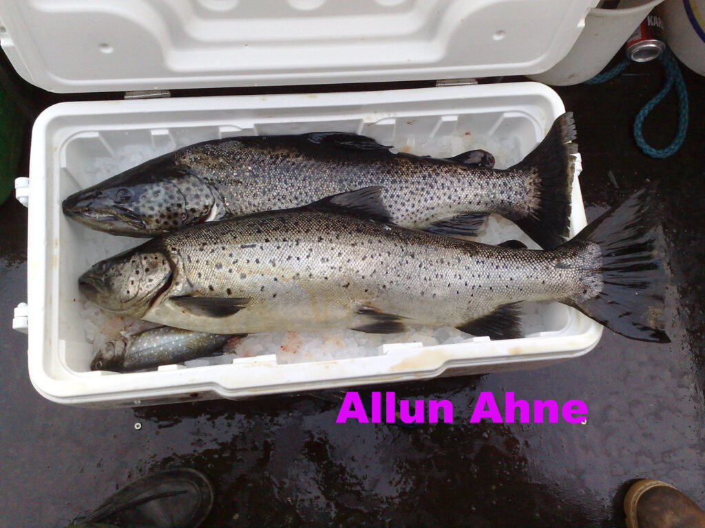 Allun Ahne