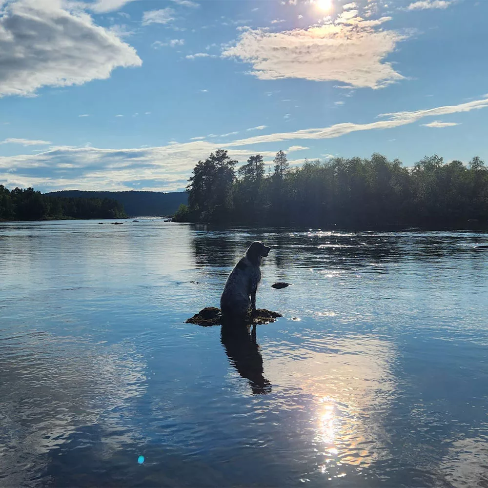 Osasto: Kaikuluotaimet