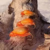 ORANSSI KOSTAJA KOPPIAINEN