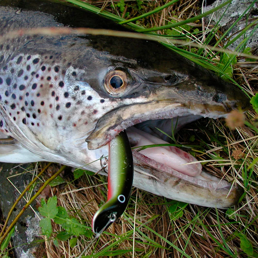 Osasto: Taimenvaaput