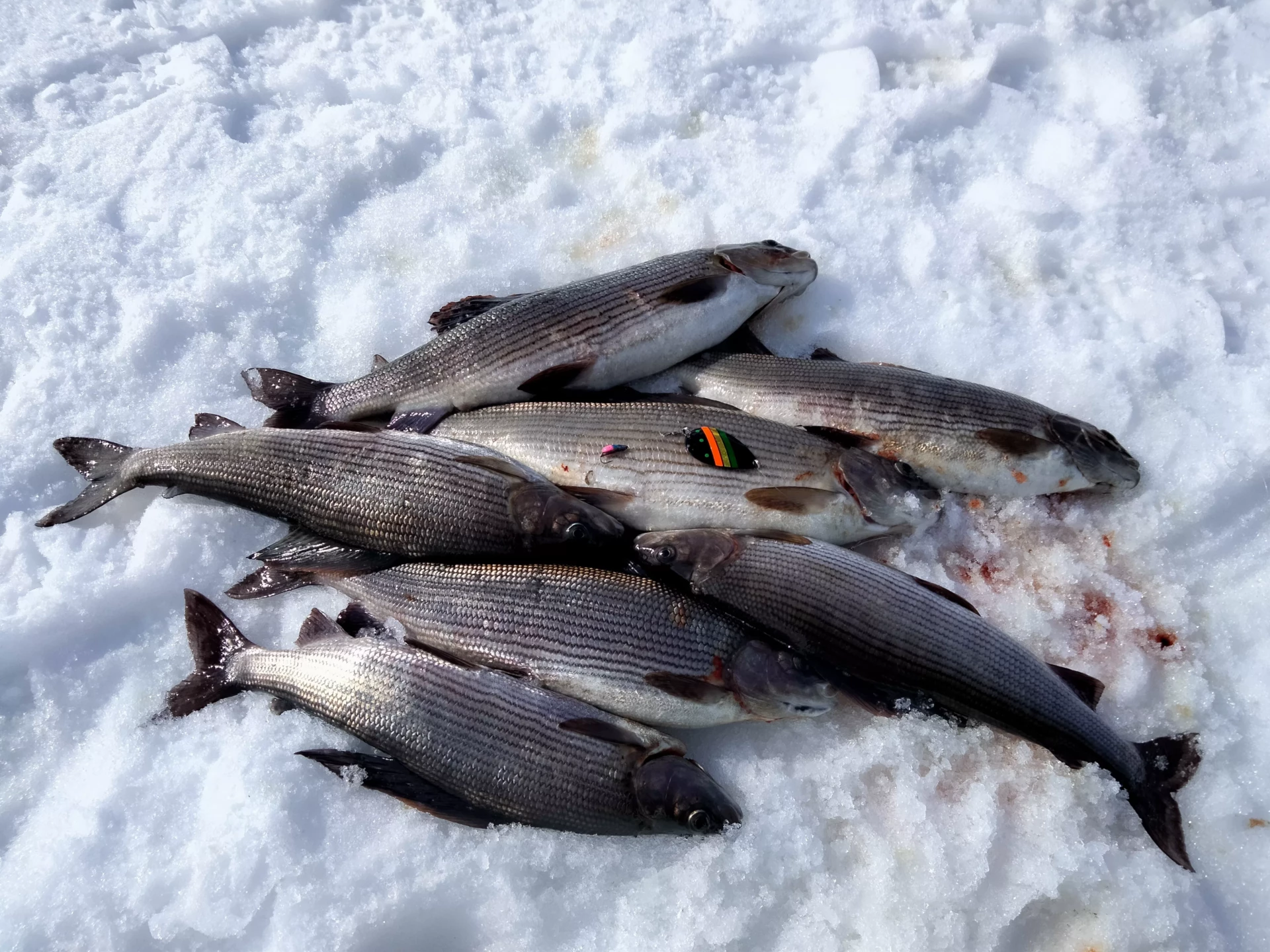 Antero Isolan Pilkkipiika, Karpaalin MustaPekka ja Tuksu Koppiainen harrin pyynnissä