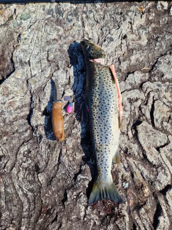 Janne Romakkaniemen 51cm taimen Tuksu-Lotolla