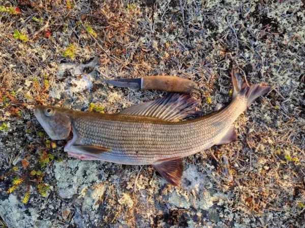 Janne Romakkaniemen 52cm harjus Tuksu-lotolla