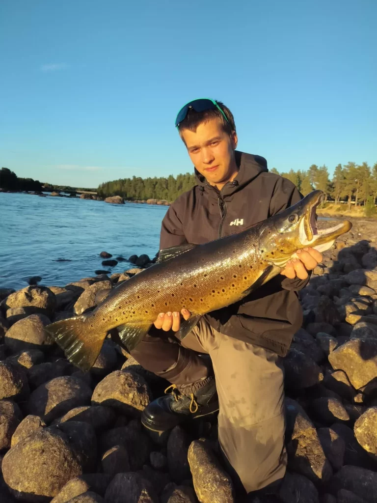 Matias Kiviniemen reilu viisikiloinen taimen Juutuanjoelta.