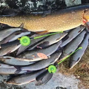 Pilkkihauki Mutu-leechillä harrin pyynnin ohessa