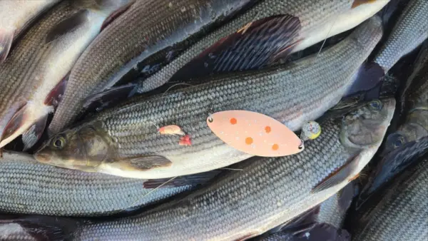 Tiuran Alushousut Raututiura ja Koppiaisen Alushousut antoivat nätisti harjusta testireissulla. Mukana menossa oli myös Mutu-leech Alushousut 1,7g