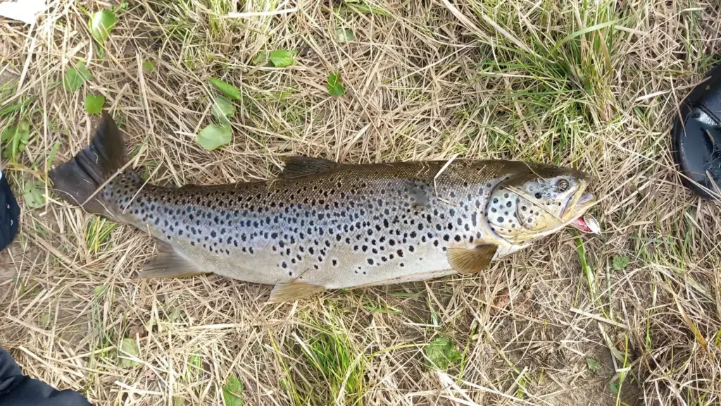 Juho pyysi Ivalojoesta 68cm taimenen Bete Lotolla