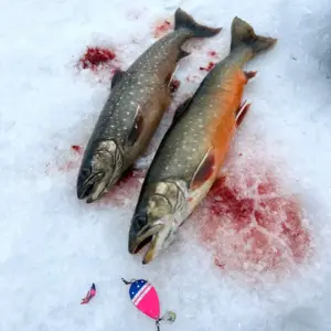 Tuomaksen ja Katin makiat raudut Inarijärveltä Tuksu Koppiaisella ja Kapraalin Tuksu rautulätkällä