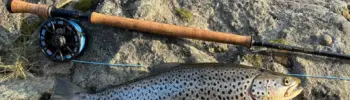 Pietarin kalansaaliina komea Luttojoen taimen