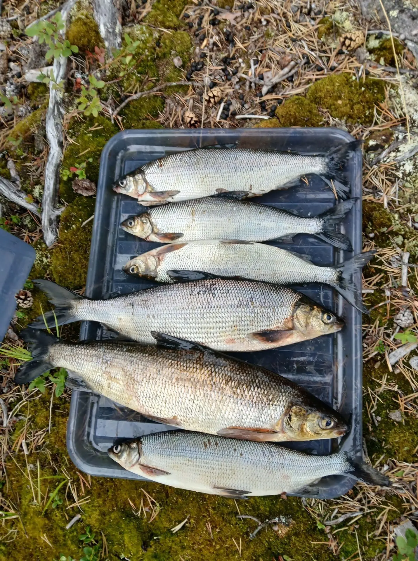 Eeva Kaulasen siikasaalis Tuksu Seniorilla