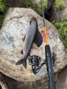 Ivalojoen Harjus 45cm.