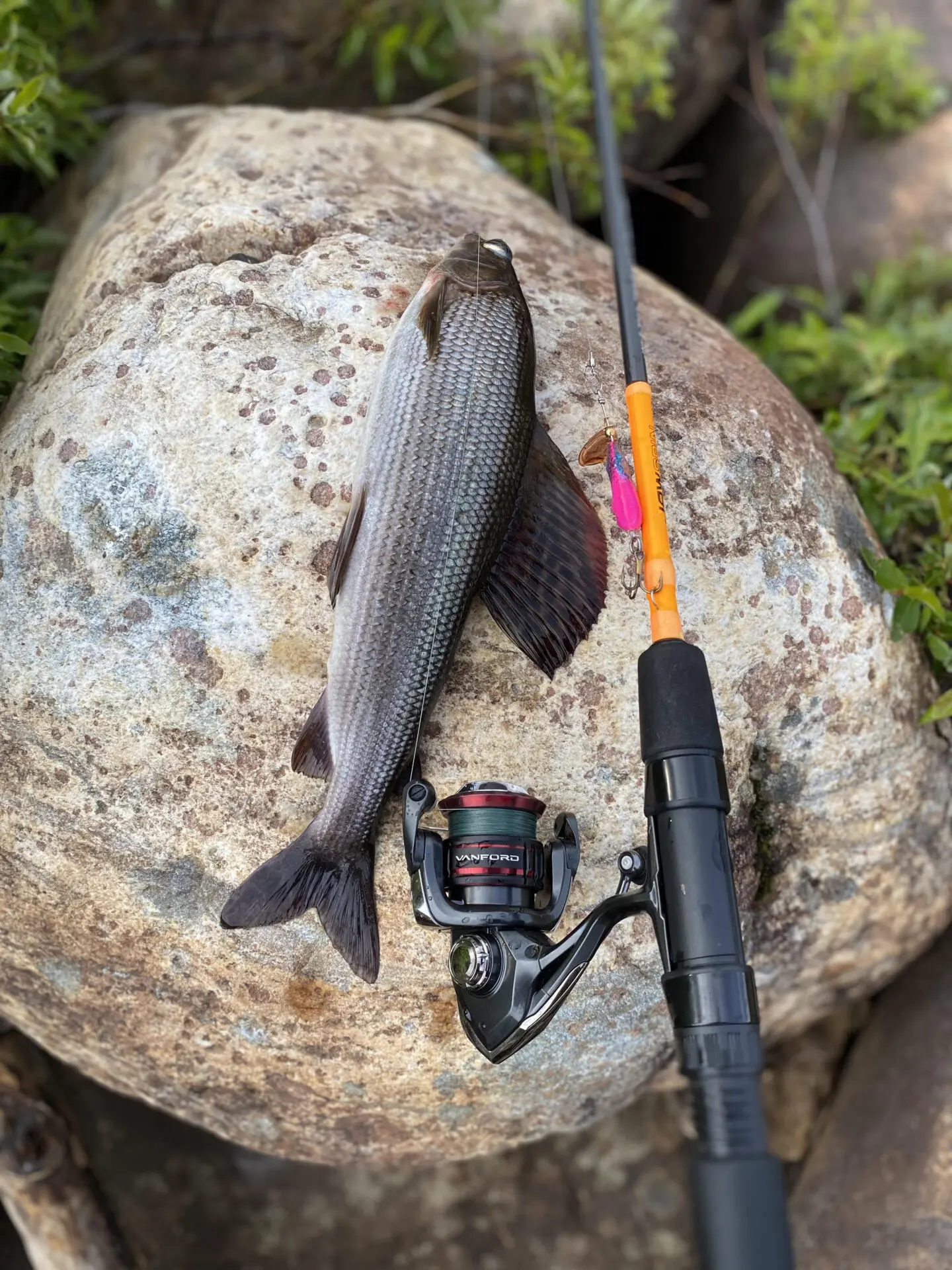 Ivalojoen Harjus 45cm.