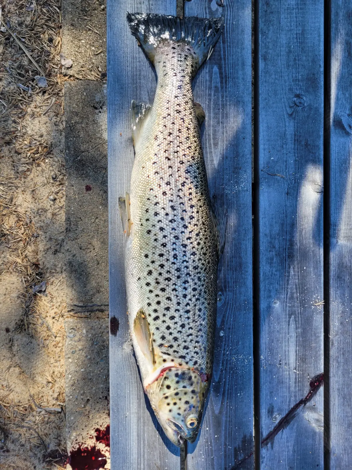 2kg taimen