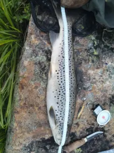 Lappispolan antia
