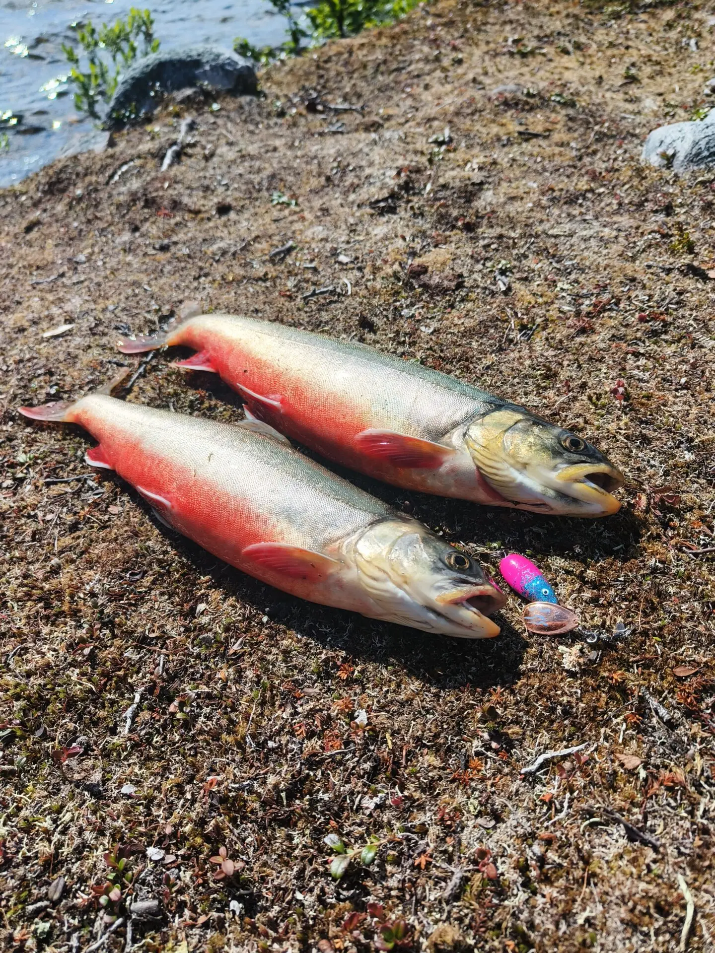 Erämaan kauneus