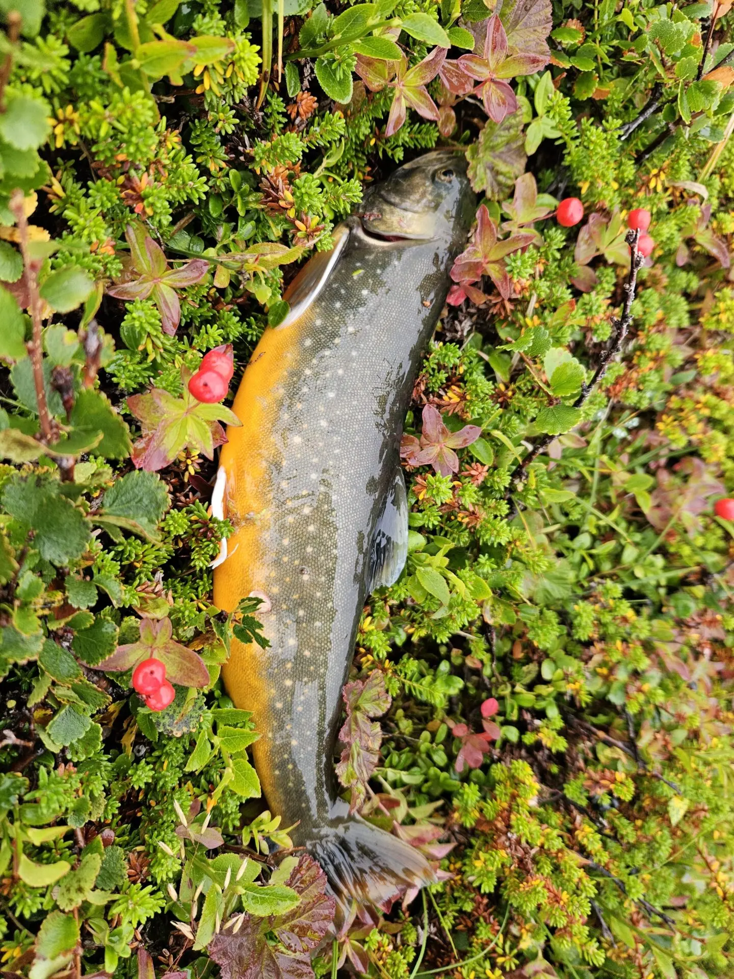 Kångsfjordista lopulta