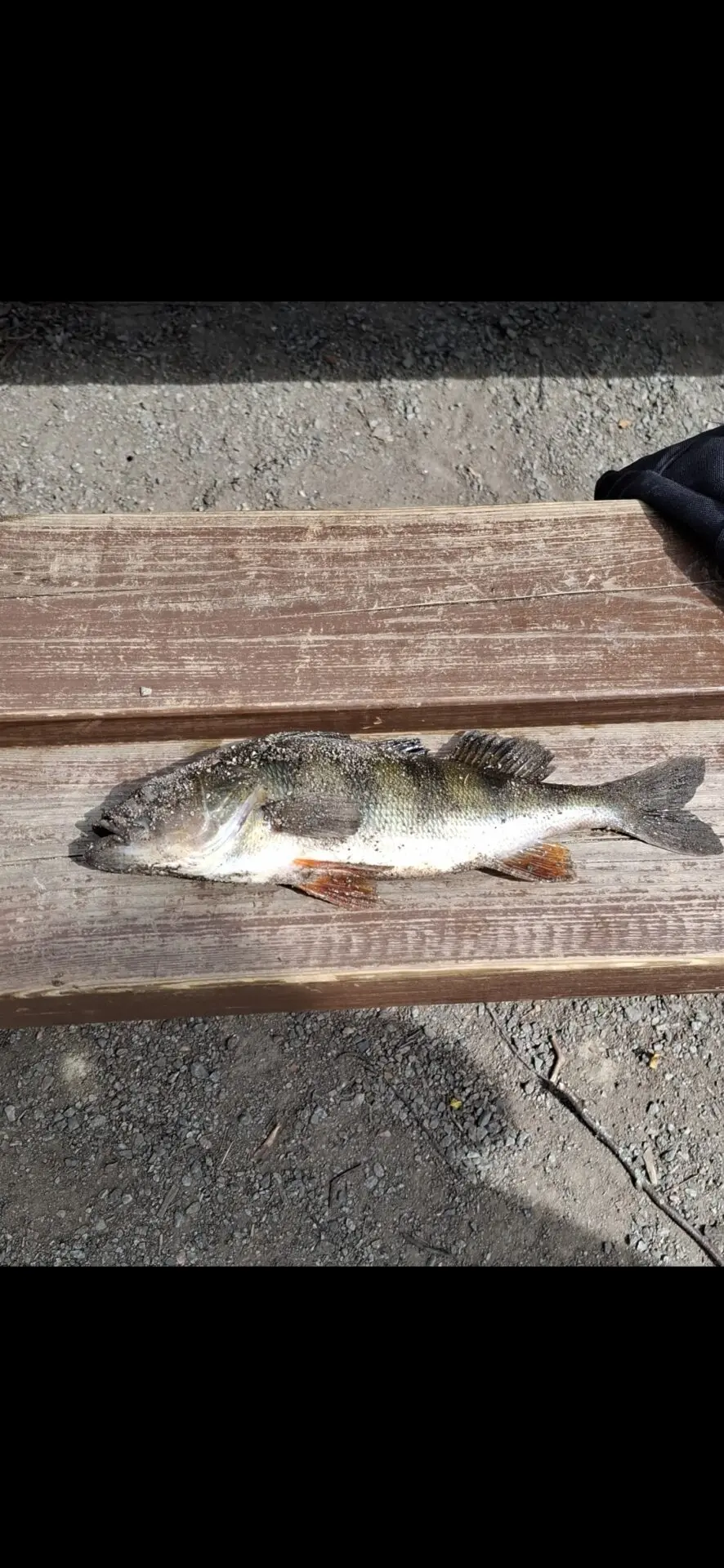 28cm ahven Vanajasta