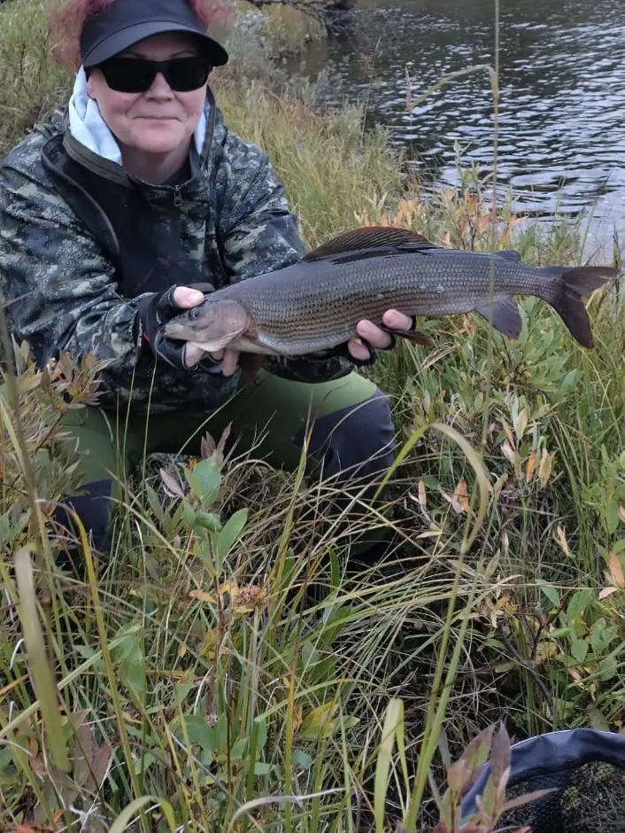 52 cm harri Kielajoesta