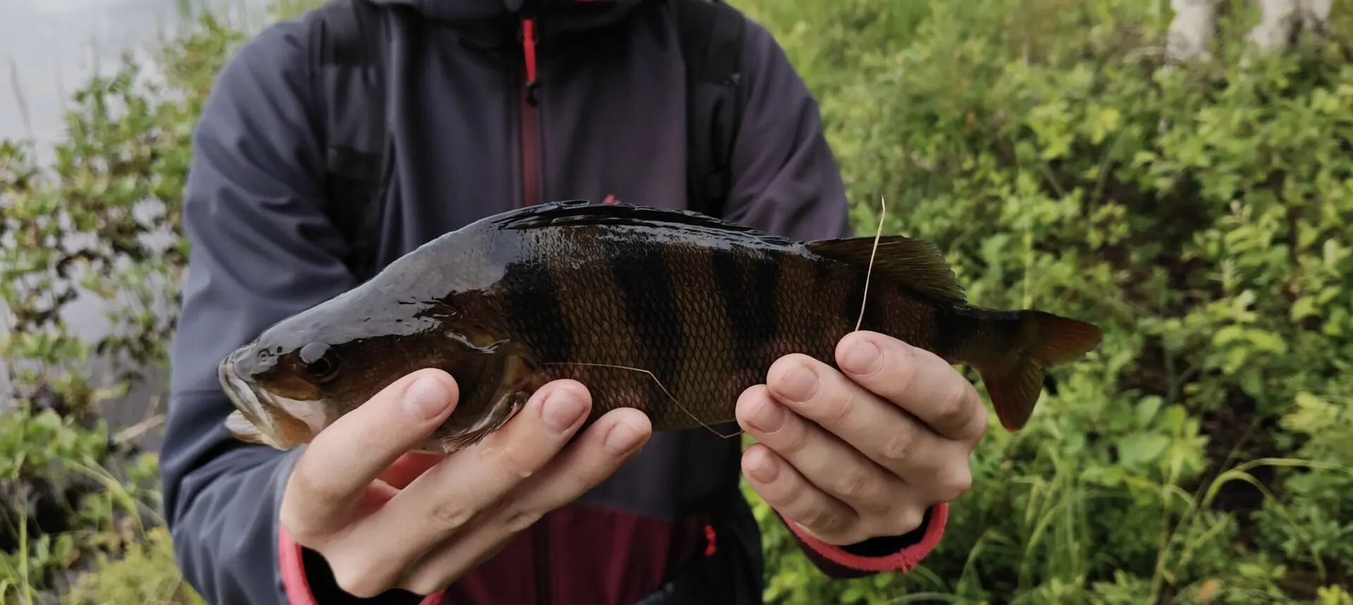450g ahven Simojoelta Meppsillä