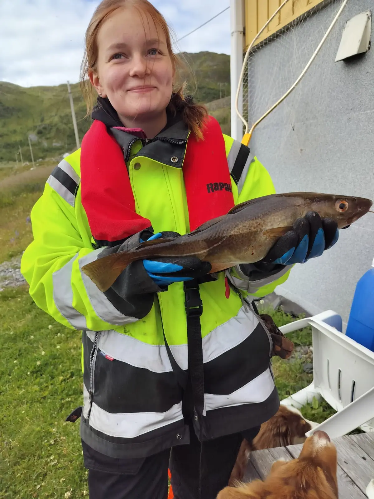 Jäämereltä 1.5 kg turska ja seitit päälle