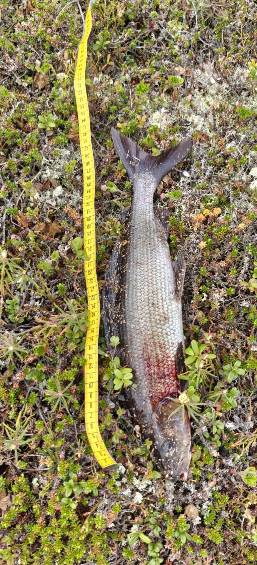 +45cm harjus