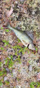 Rahajärven ensimmäinen ahven