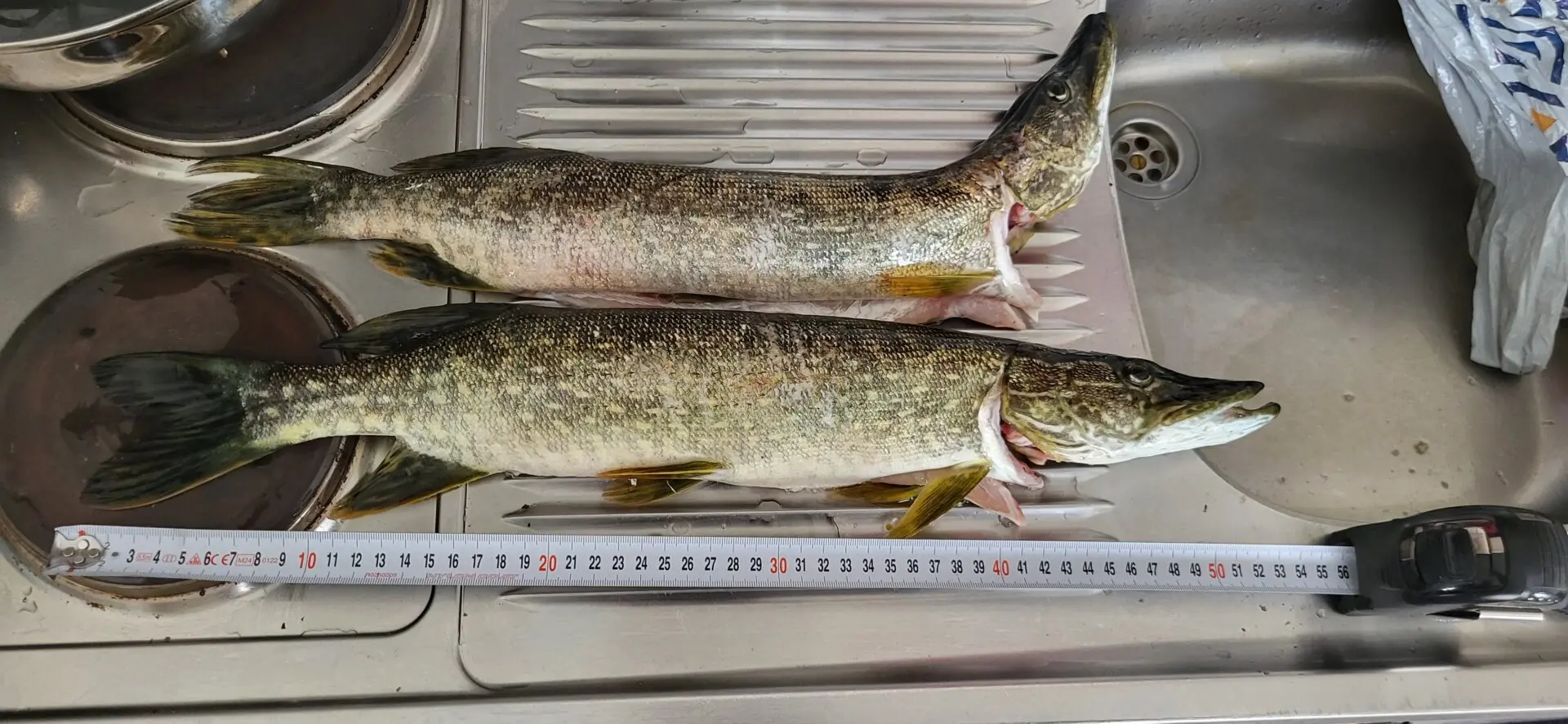 Jänkäkoiria