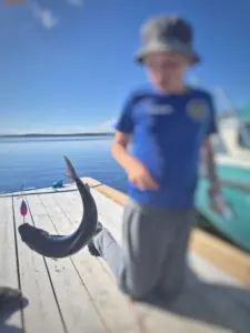 40cm harri Inarijärvestä, pojan ensimmäinen harri
