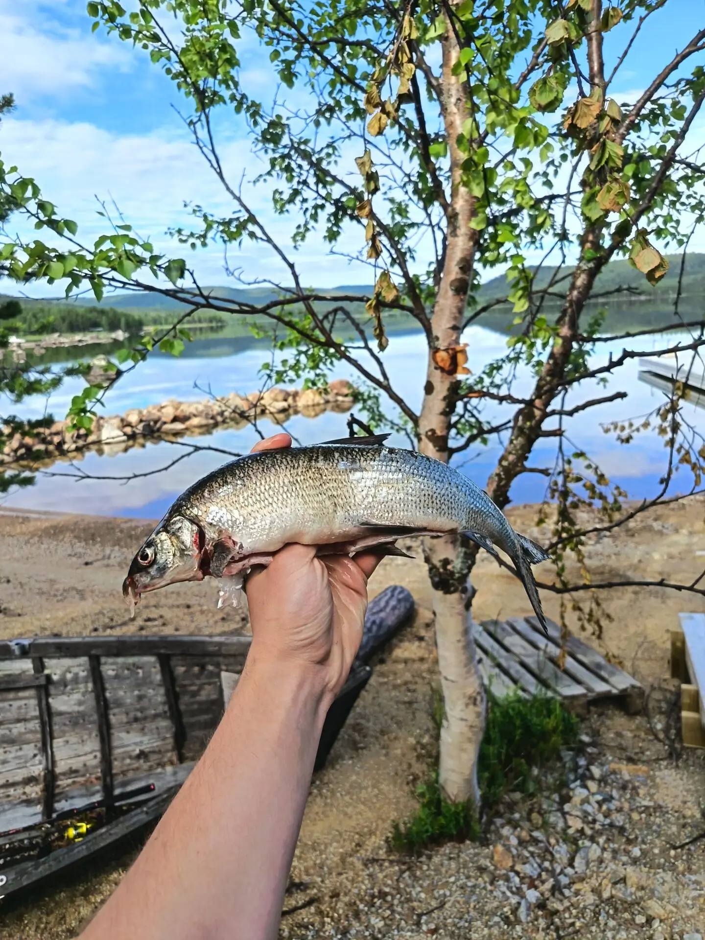 Siikahan se sieltä napsahti, 792g Ukonjärveltä