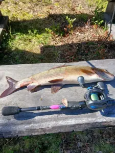 47cm harjus