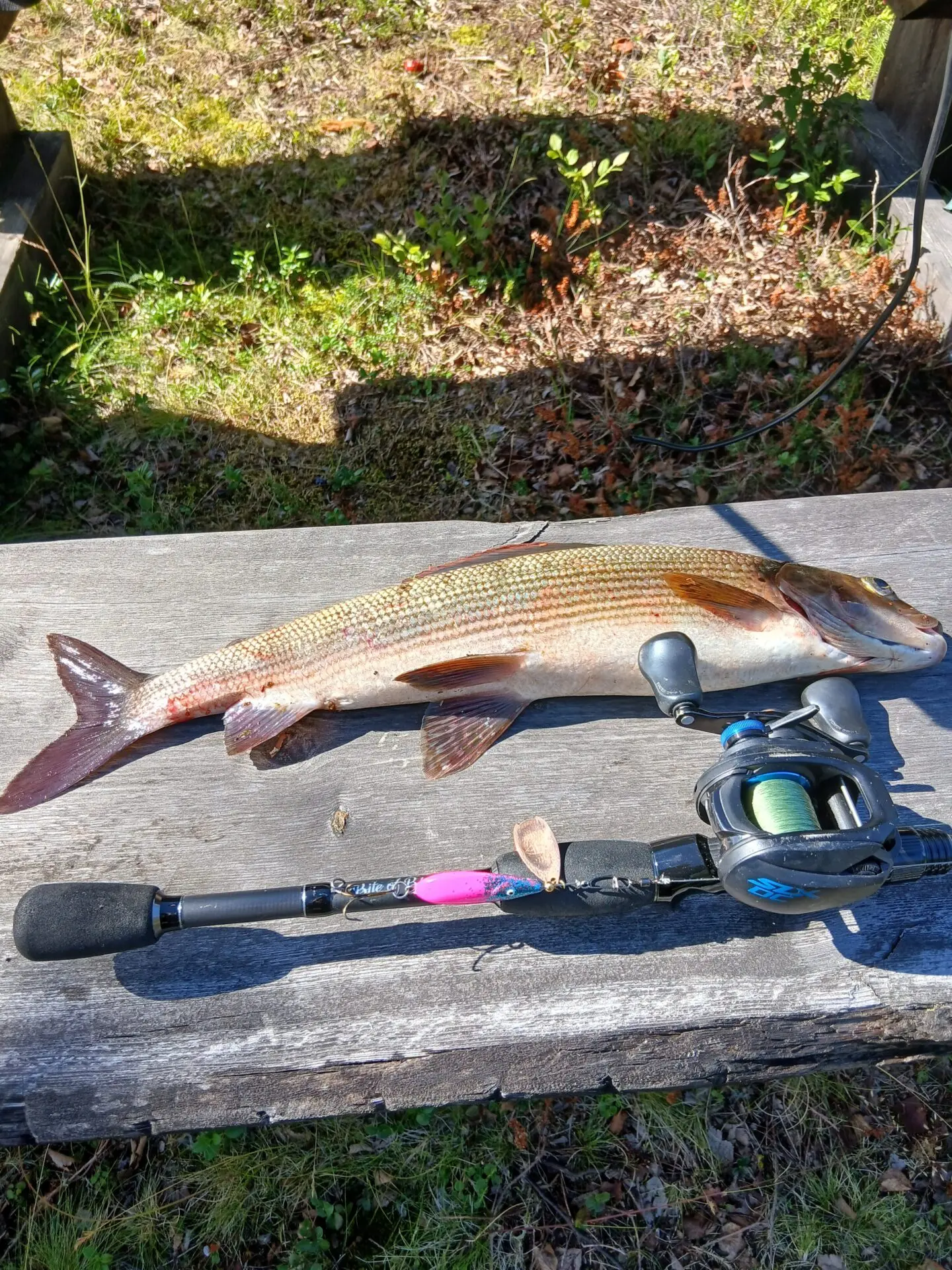 47cm harjus