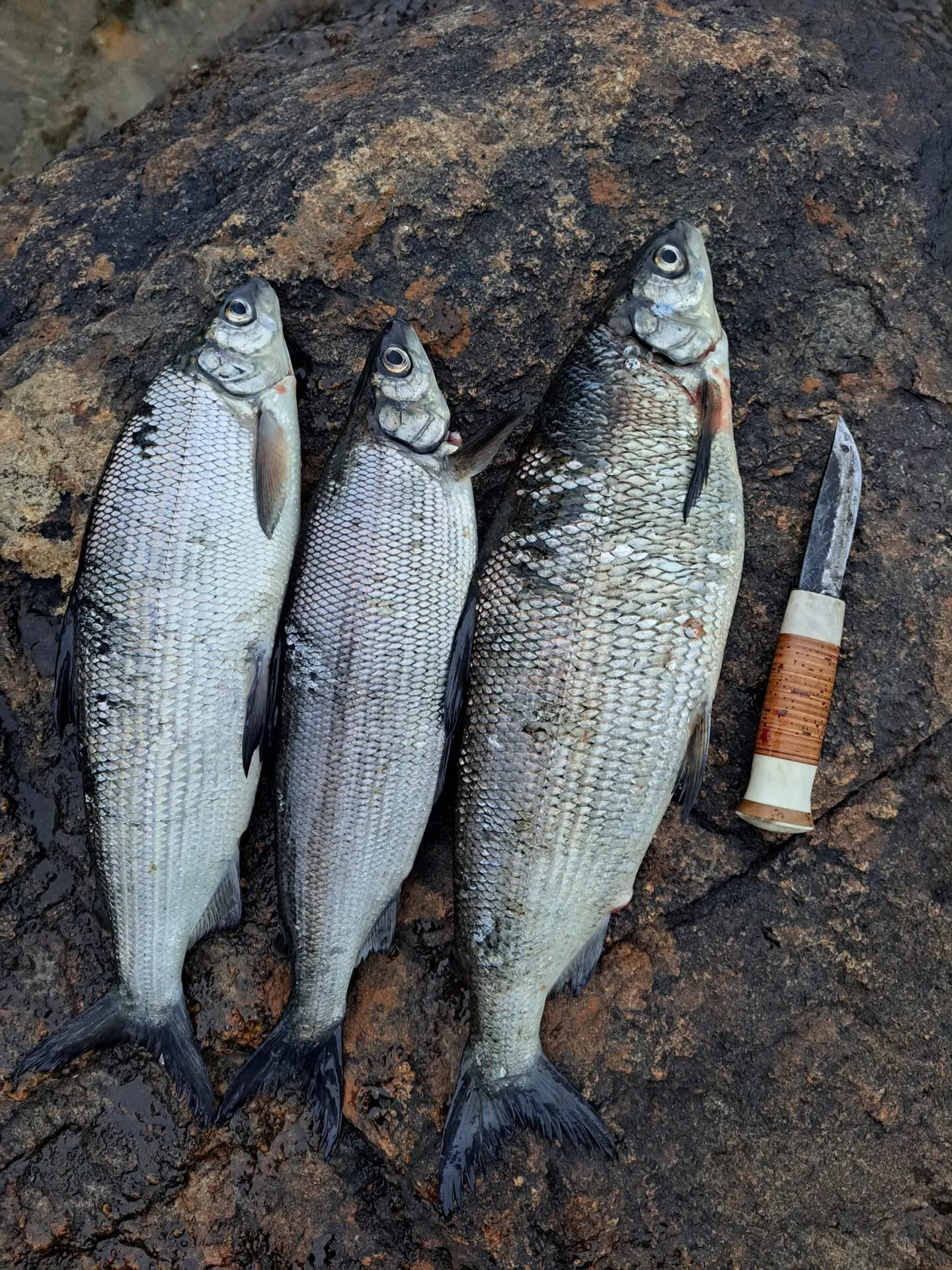 Isosilmäisellä verkolla isompia siikoja