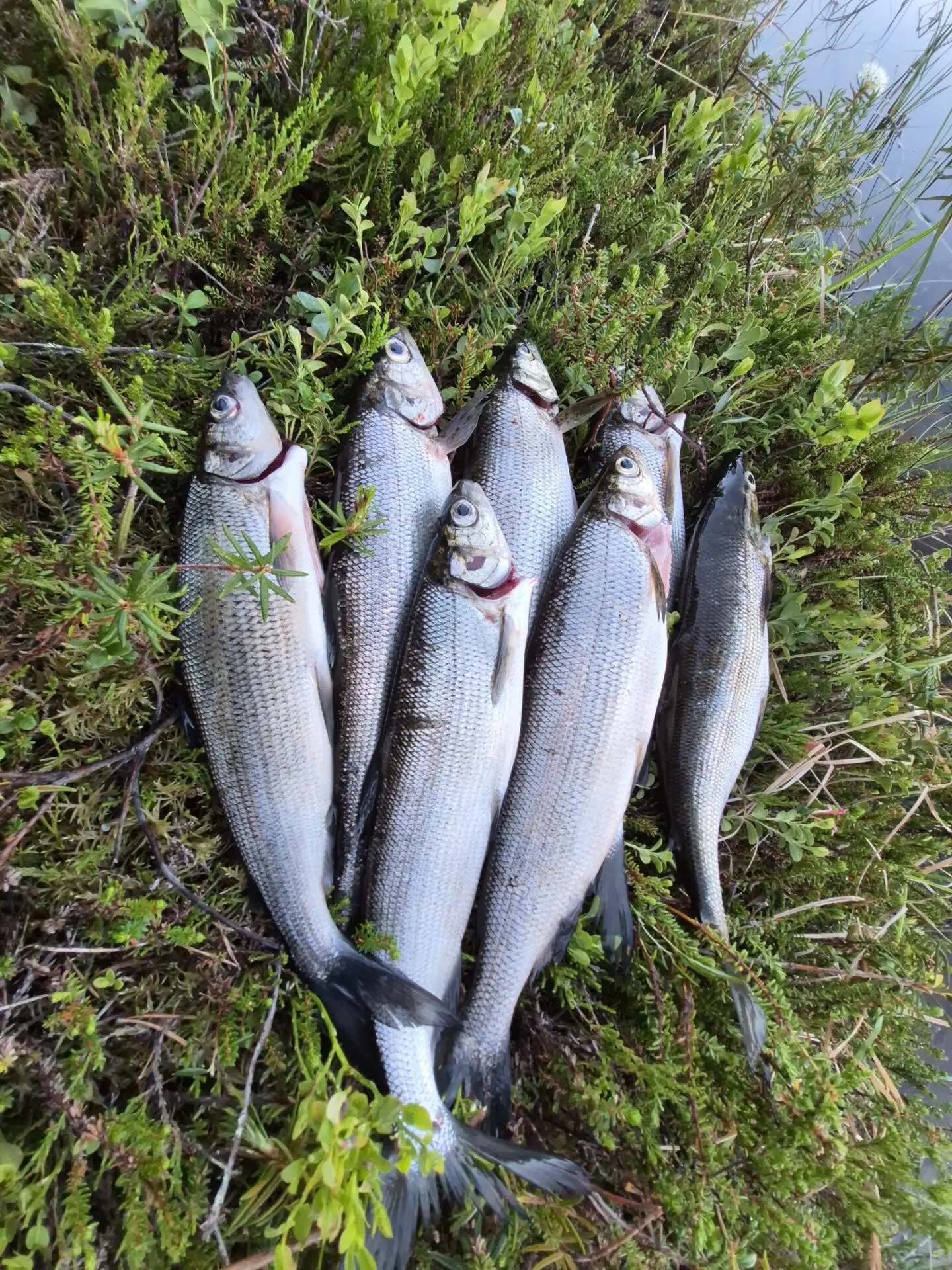Siikaa yöttömässä yössä