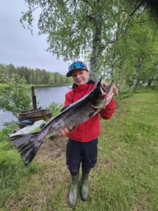 Niilan 70cm taimen Ivalojoelta