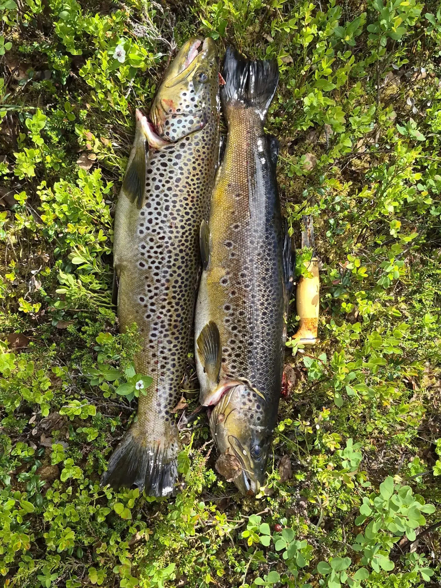 Mettäjärven möröt