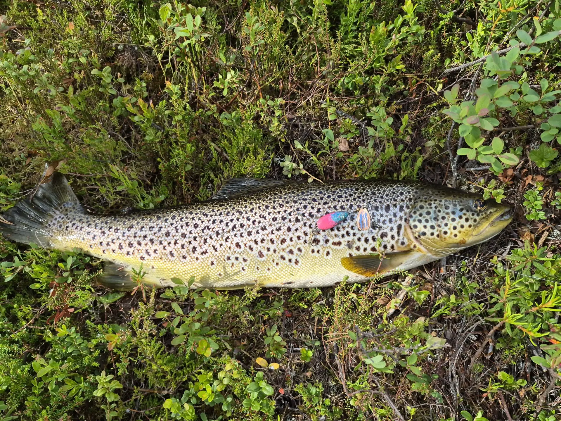 Oma ennätystaimen 2,18 kg
