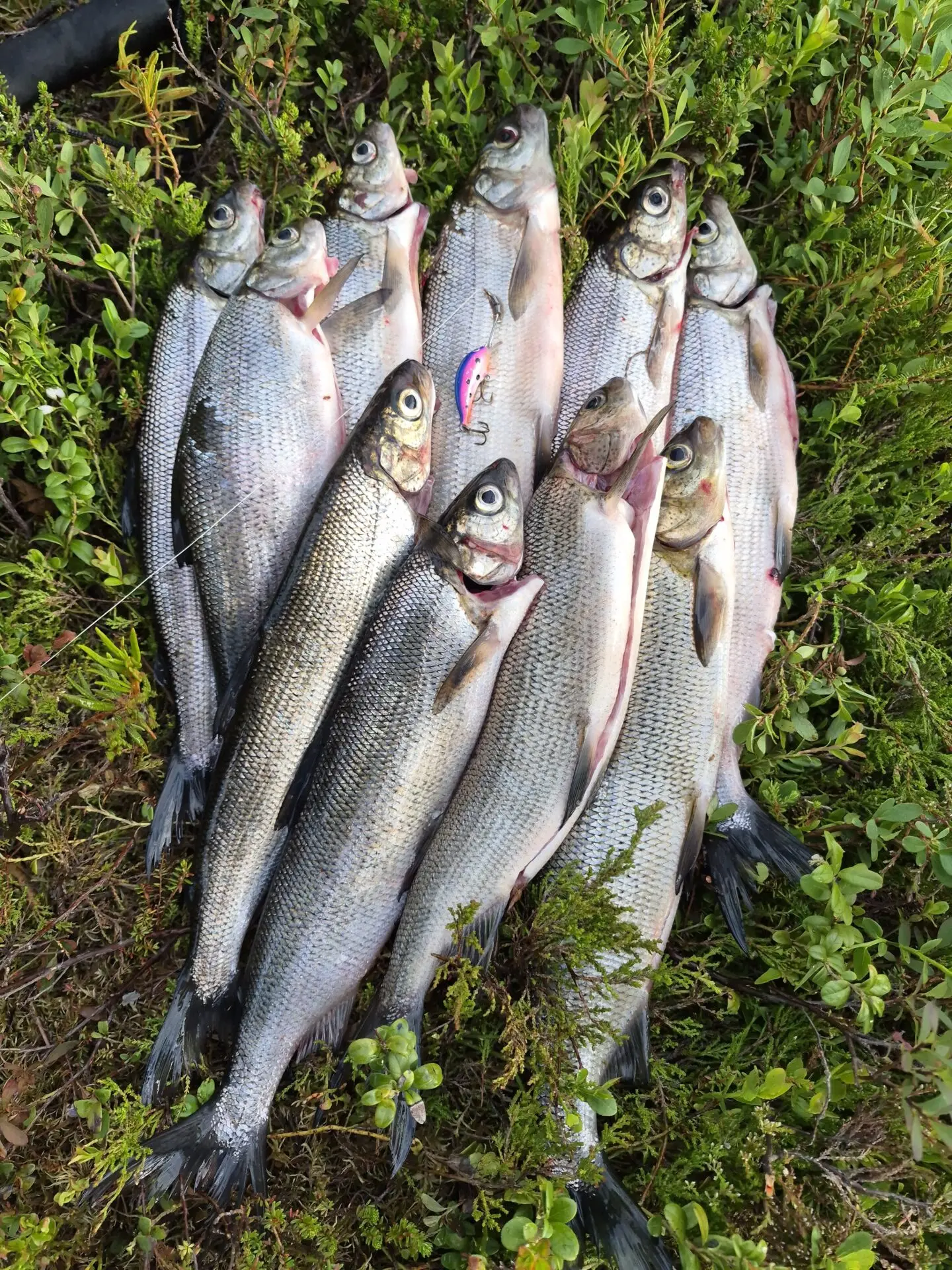 Iltameloskelut siikavesillä