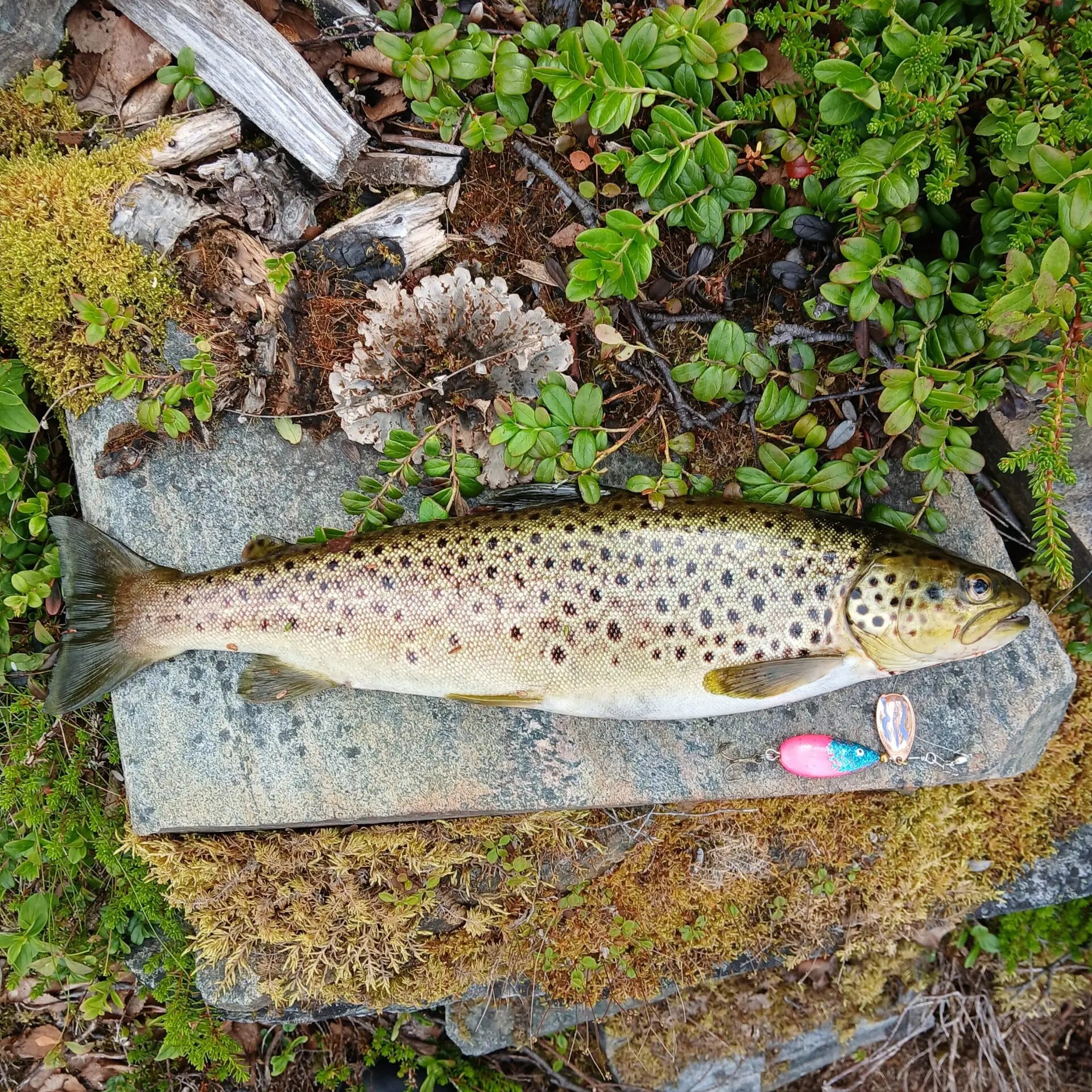 Ennätys taimen Finnmarkista