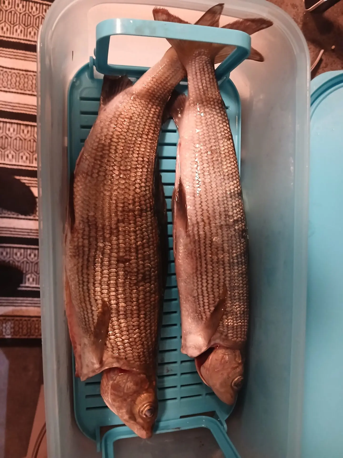2x Harjusta