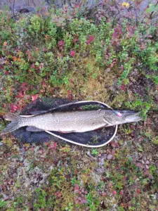 Haukipullat