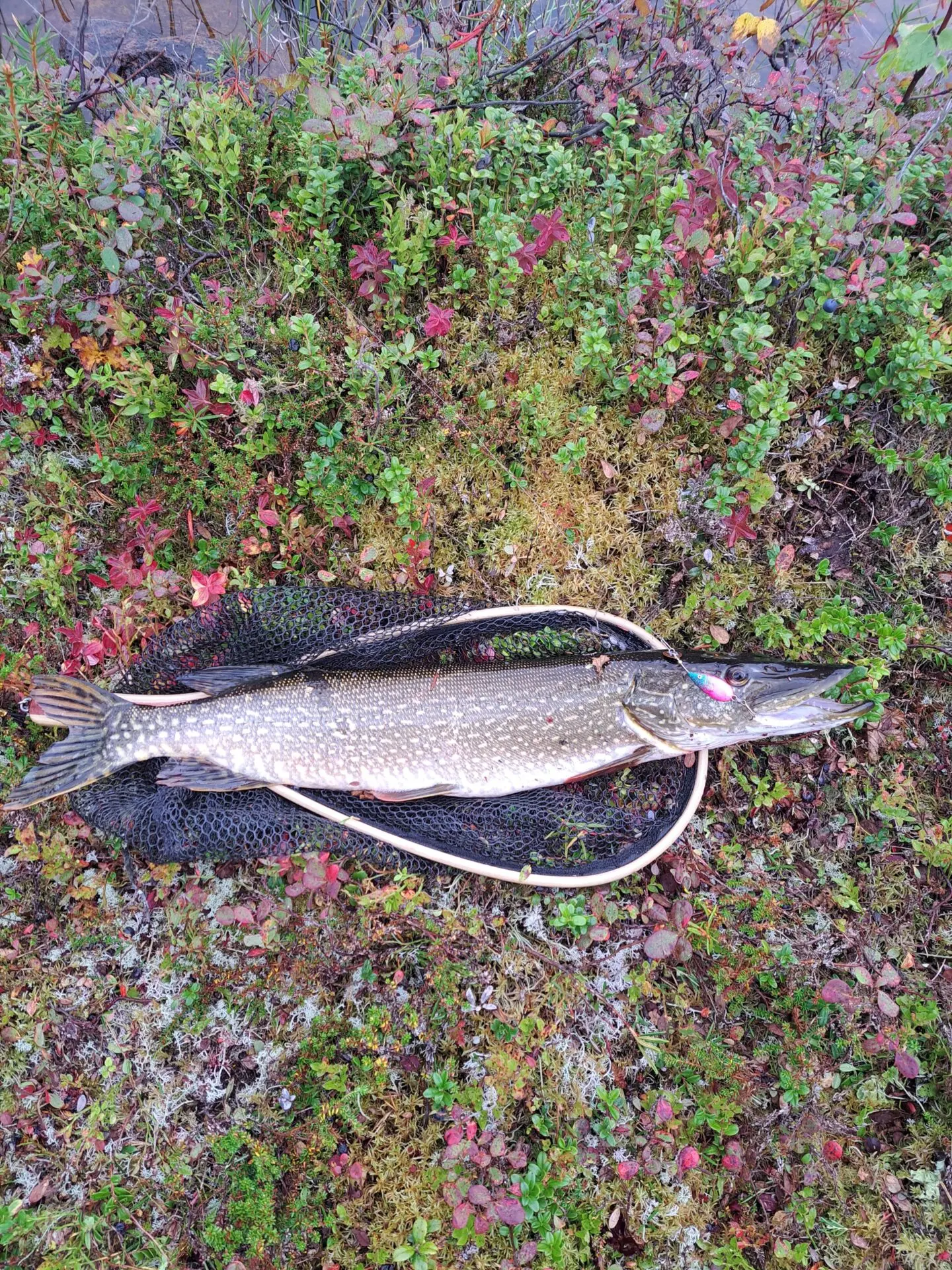 Haukipullat