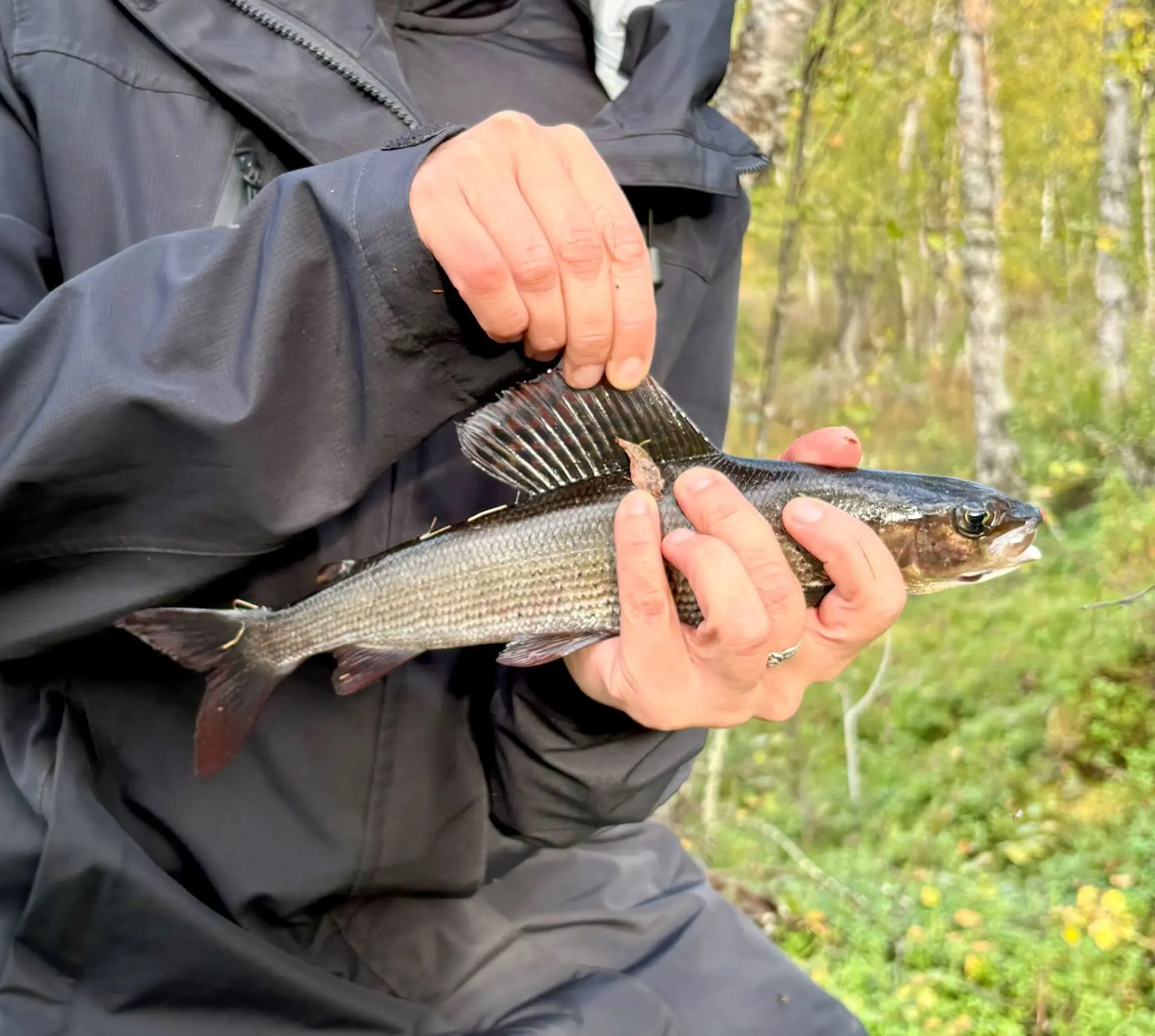 Pari n 28cm harjusta kuvalle ja takaisin kasvamaan.
