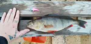 Sivuosuma kuhahommissa