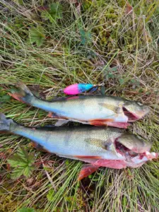 Konesjärven ahvenet tykkää Tuksusta