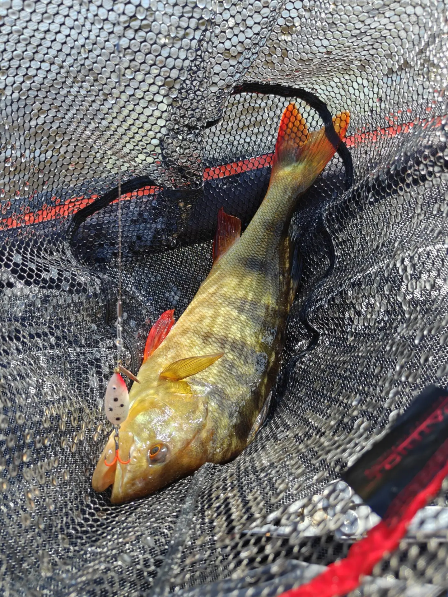 40cm erämaa ahven