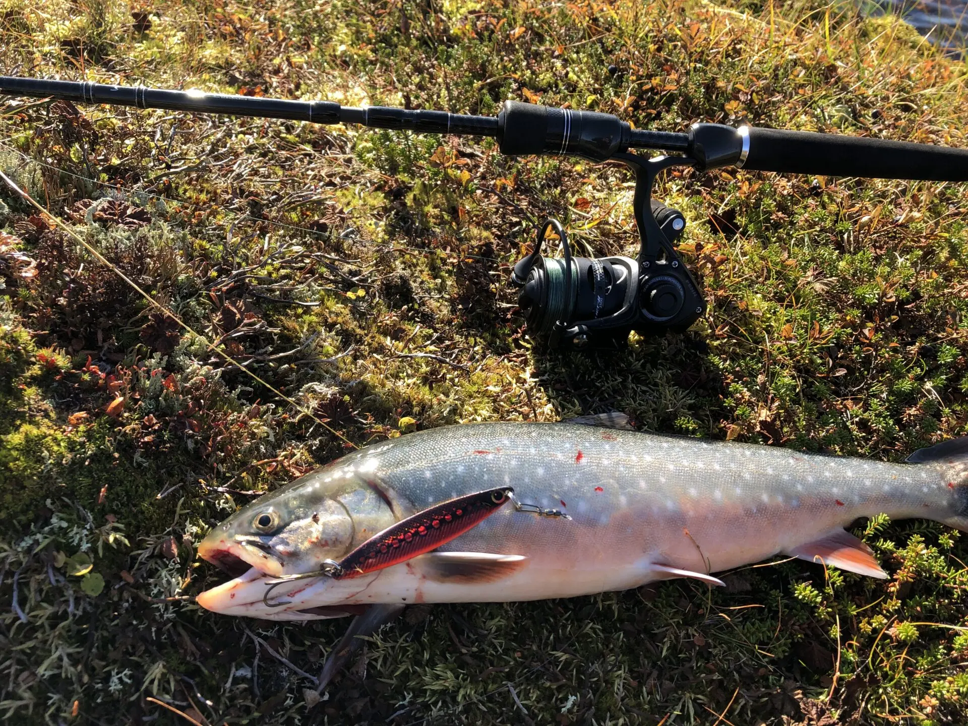 40cm Rautu Ifjordista