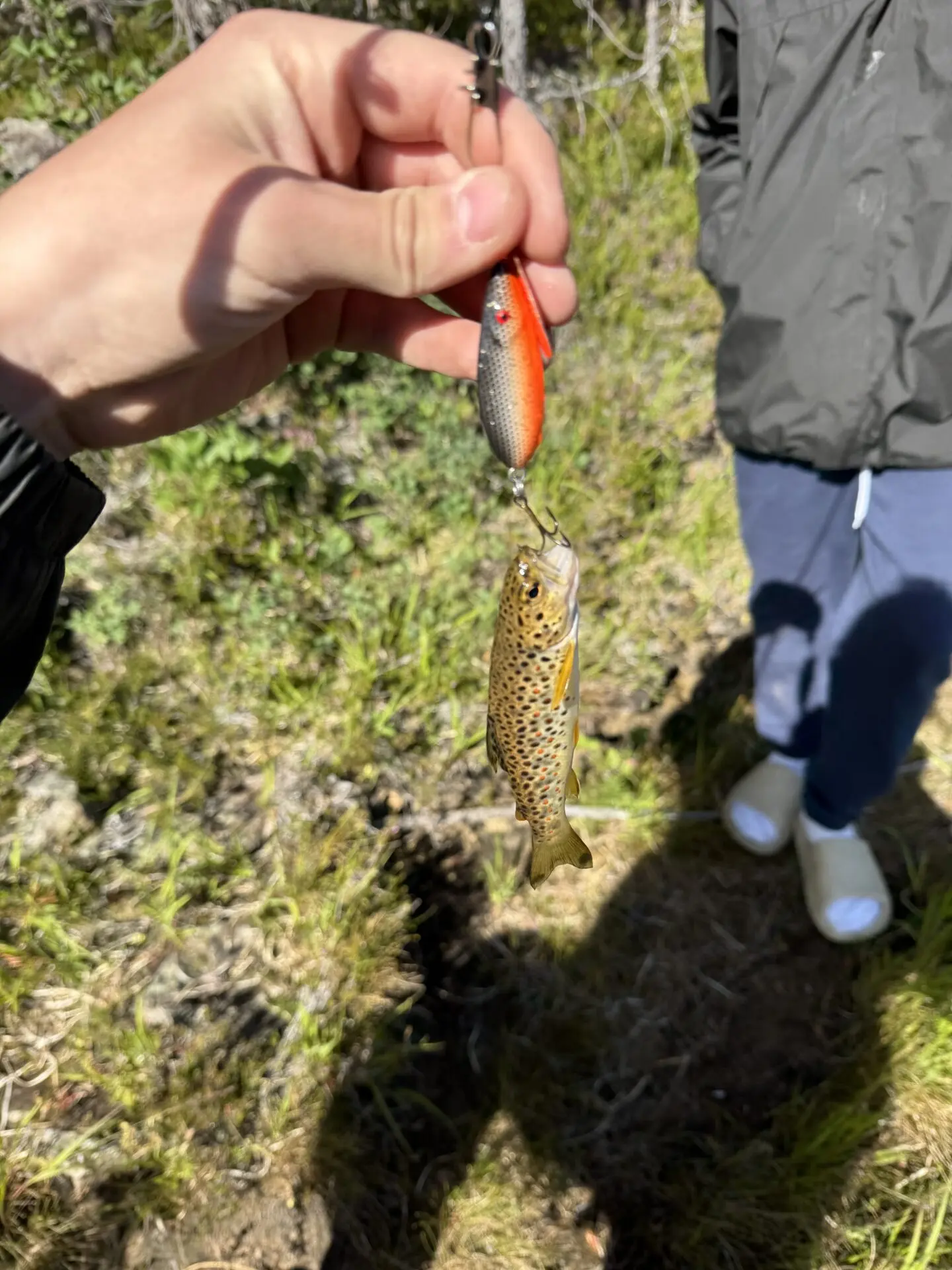 Suomen suurin taimen Luttojoelta