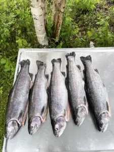 Muutama kirjolohi