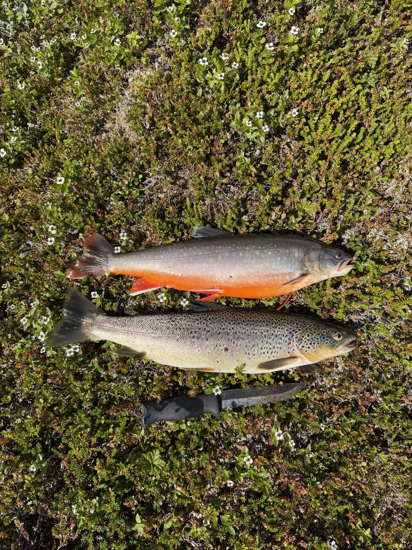 1,14 taimen Duolbajavri Ifjord, 1,08 rautu ja 1,01 taimen vuolit guorgajavri
