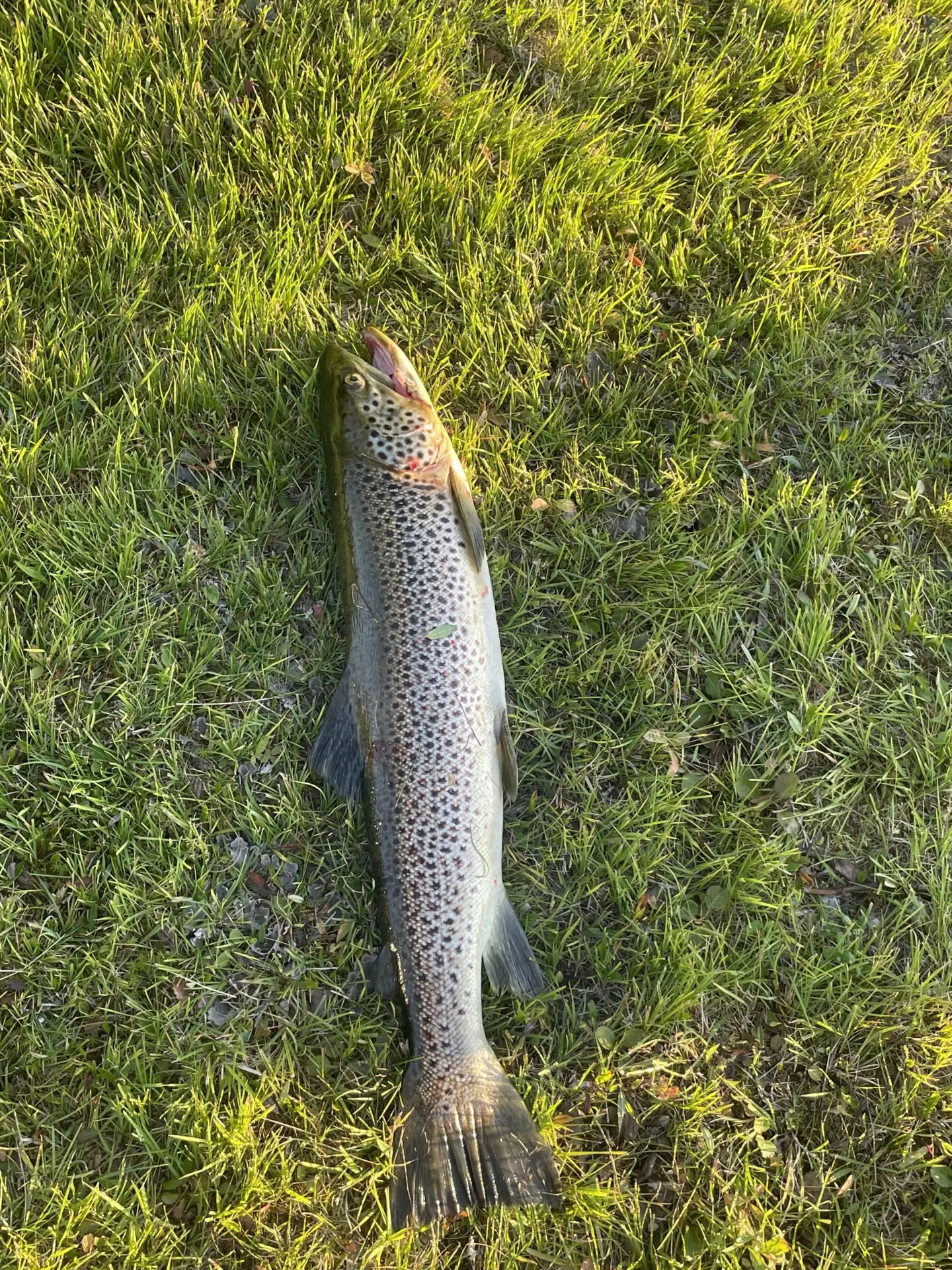70cm pitkä taimen Kuosnajärveltä